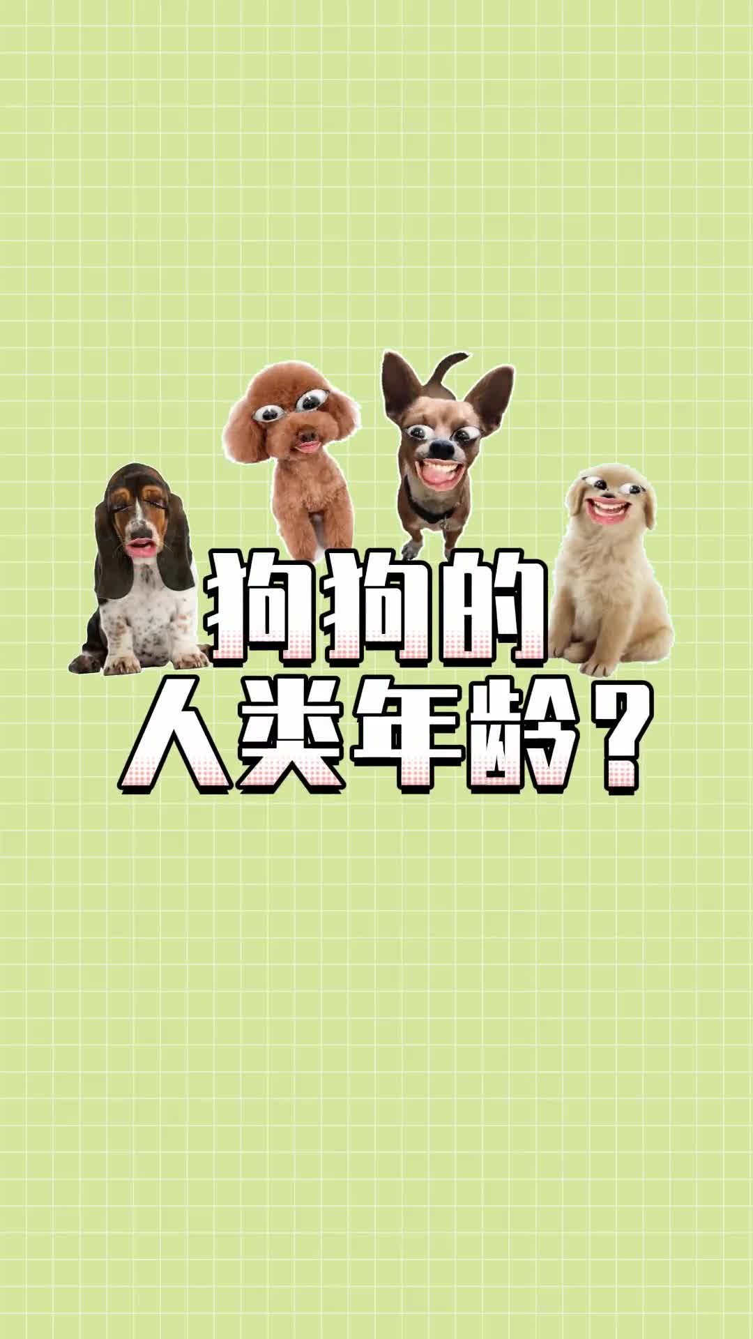 你知道世界上最长寿的狗狗有多少岁吗