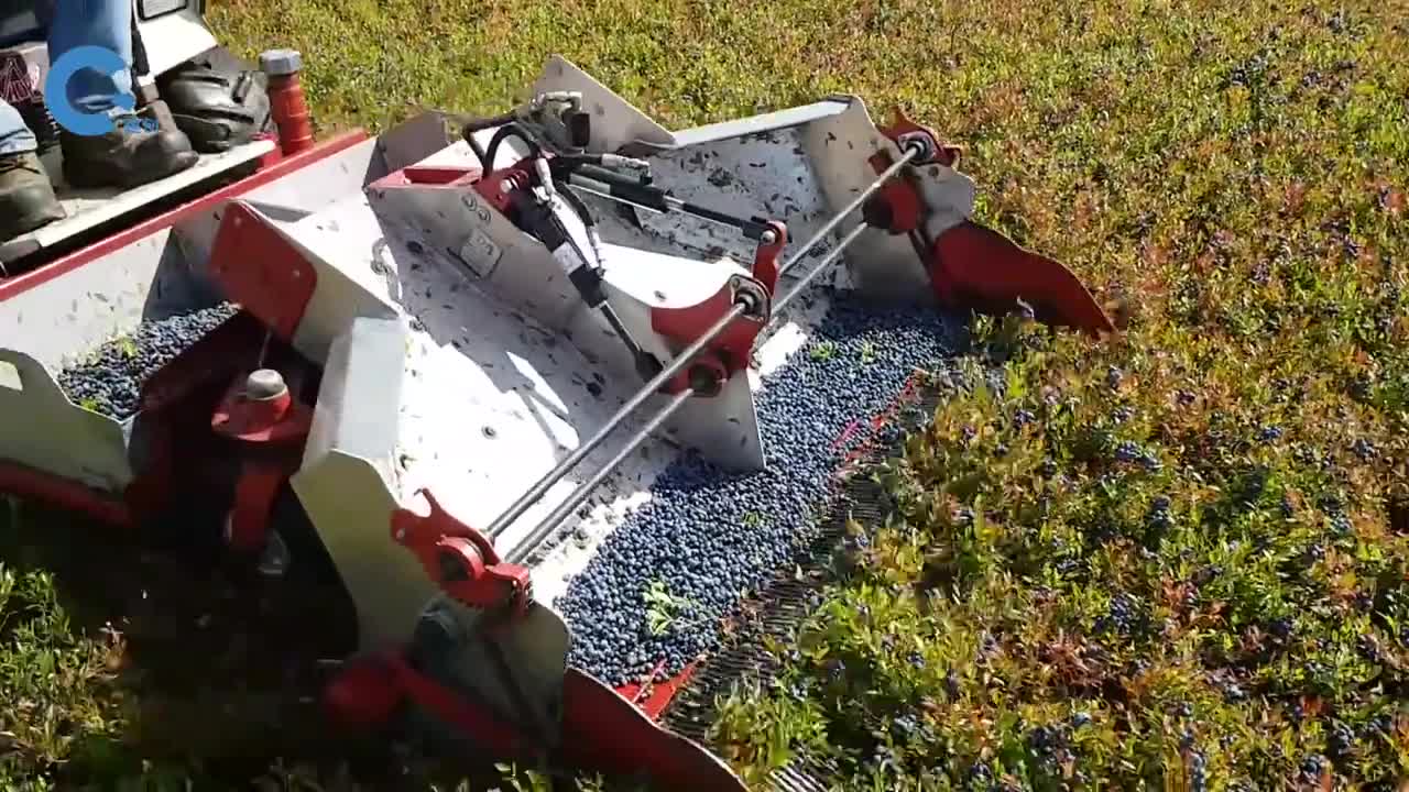 不可思议的蓝莓收割机铲斗一上一下的把蓝莓剥离下来