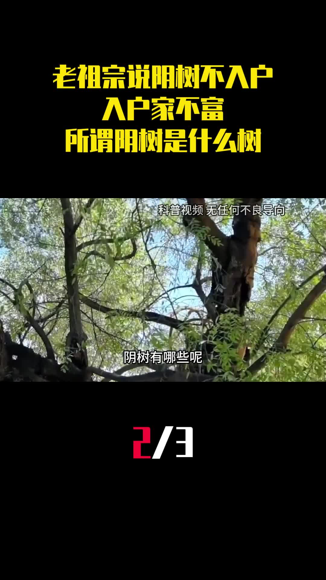 老祖宗说阴树不入户入户家不富所谓阴树是什么树2