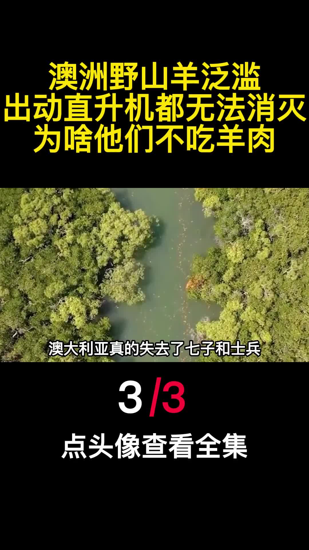 澳洲野山羊泛滥出动直升机都无法消灭为啥他们不吃羊肉3