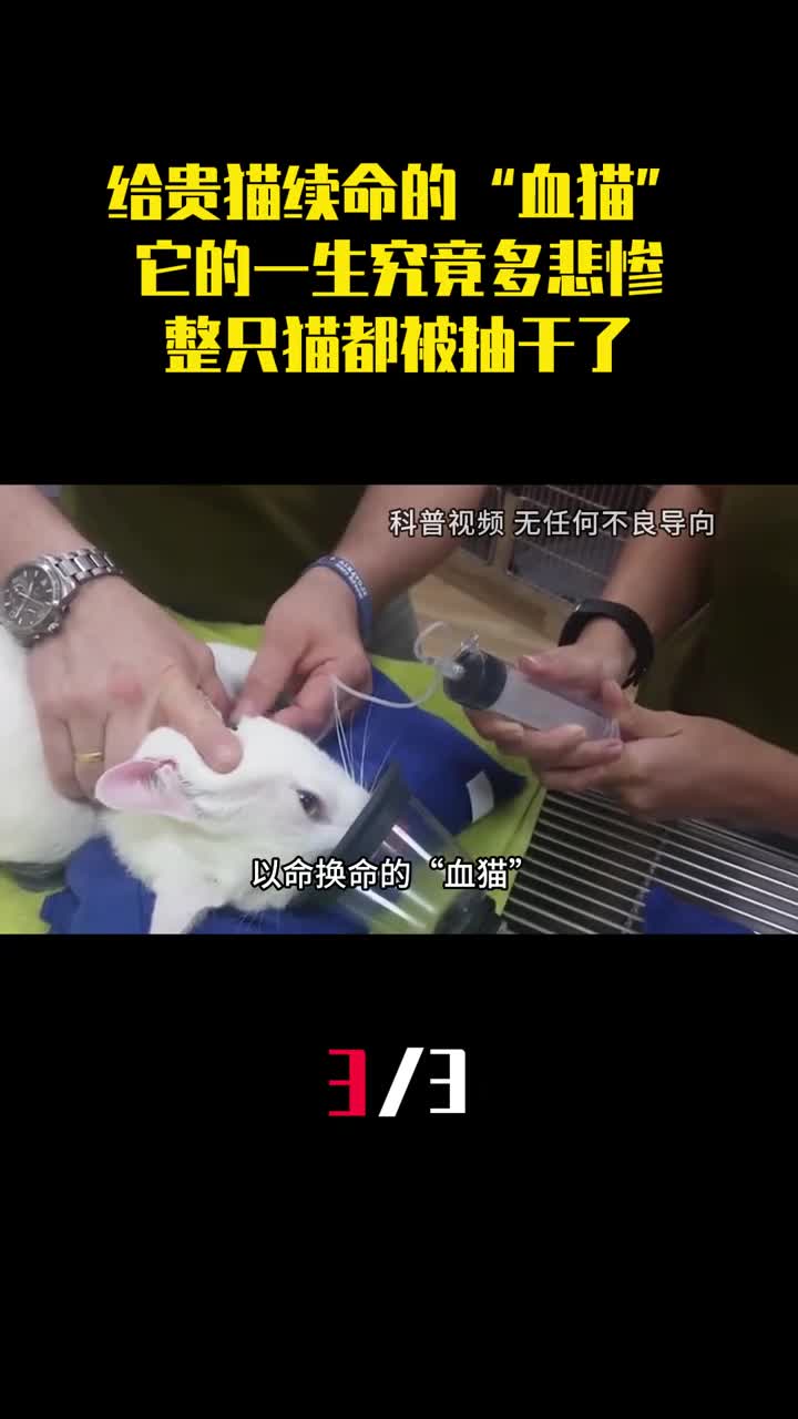 给贵猫续命的血猫它的一生究竟多悲惨整只猫都被抽干了3