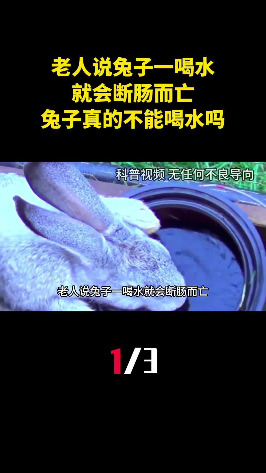 老人说兔子一喝水就会断肠而亡兔子真的不能喝水吗1