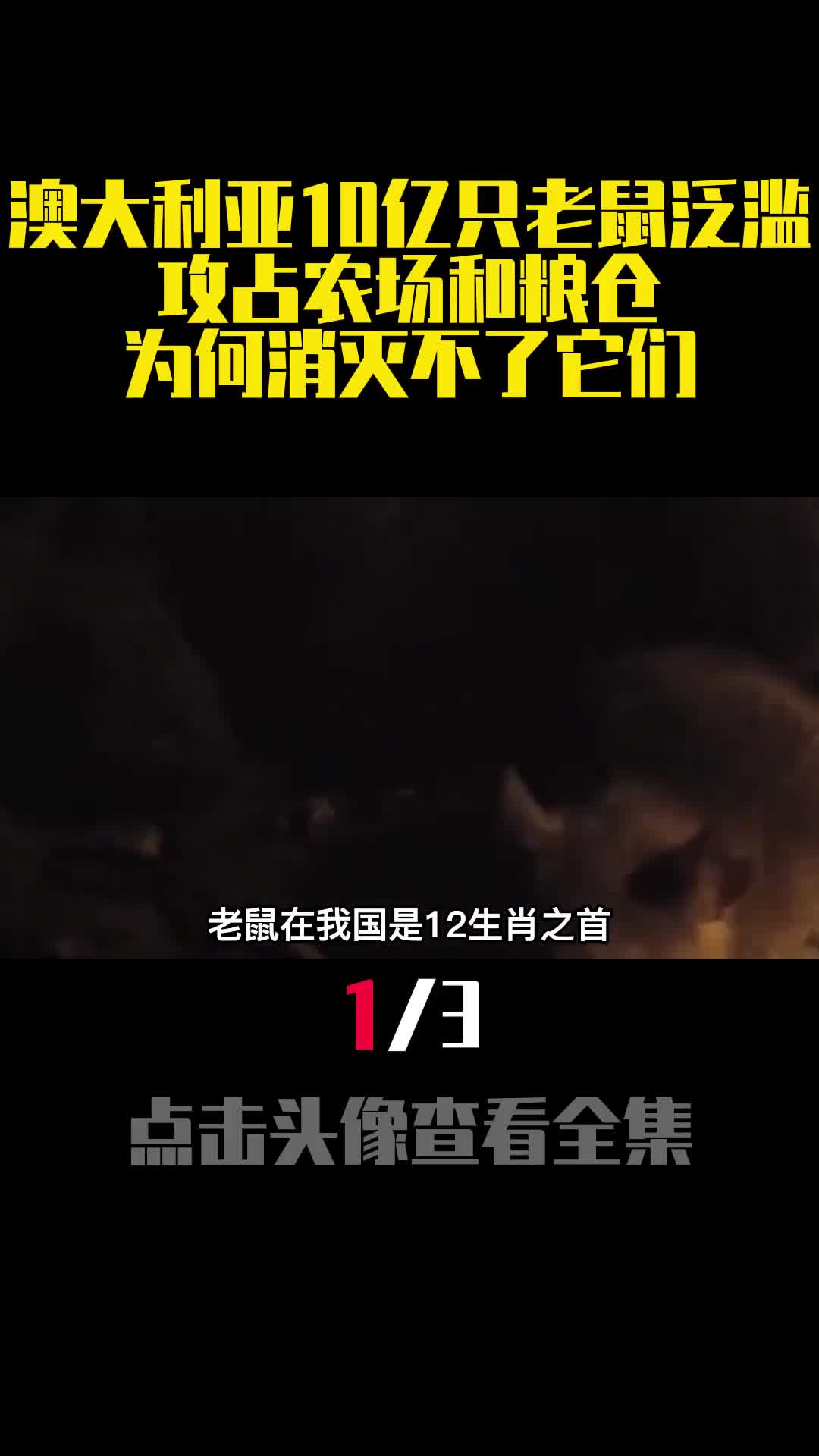 澳大利亚10亿只老鼠泛滥攻占农场和粮仓为何消灭不了它们1