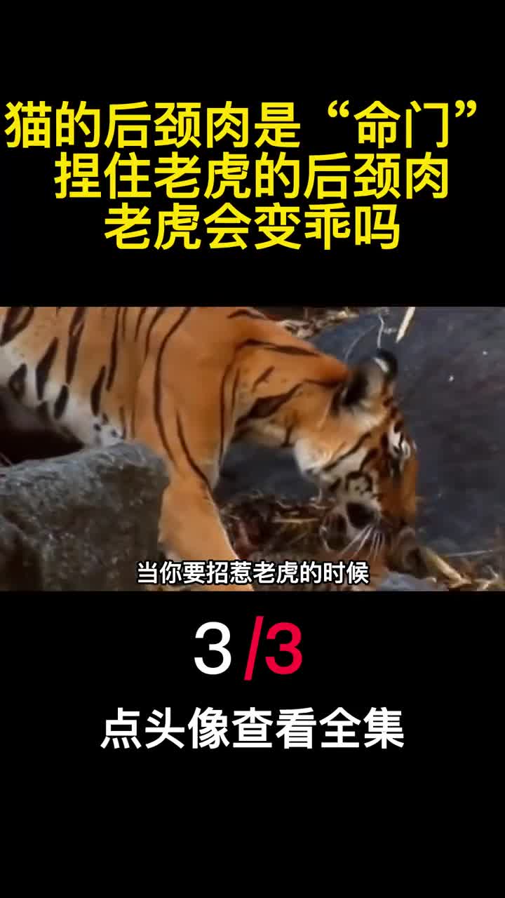 猫的后颈肉是命门捏住老虎的后颈肉老虎会变乖吗3
