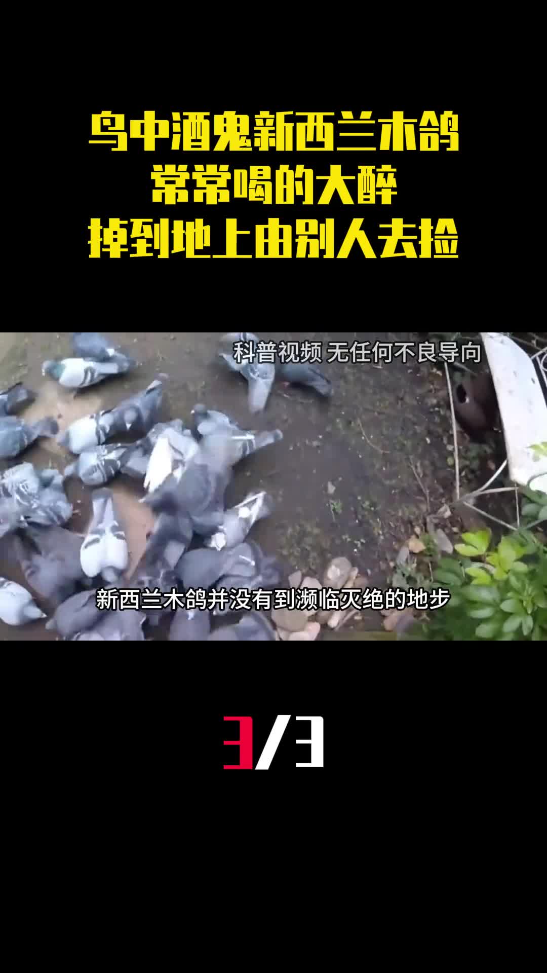 鸟中酒鬼新西兰木鸽常常喝的大醉掉到地上任由别人去捡3