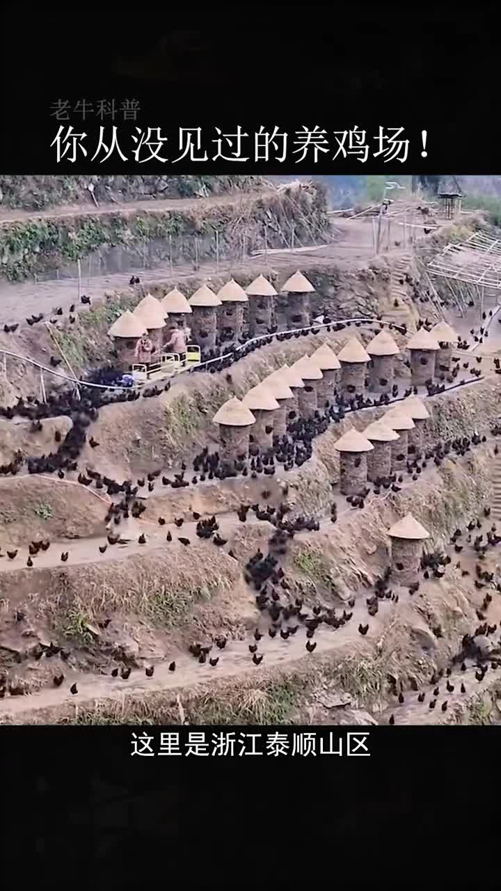 你从没见过的养鸡场