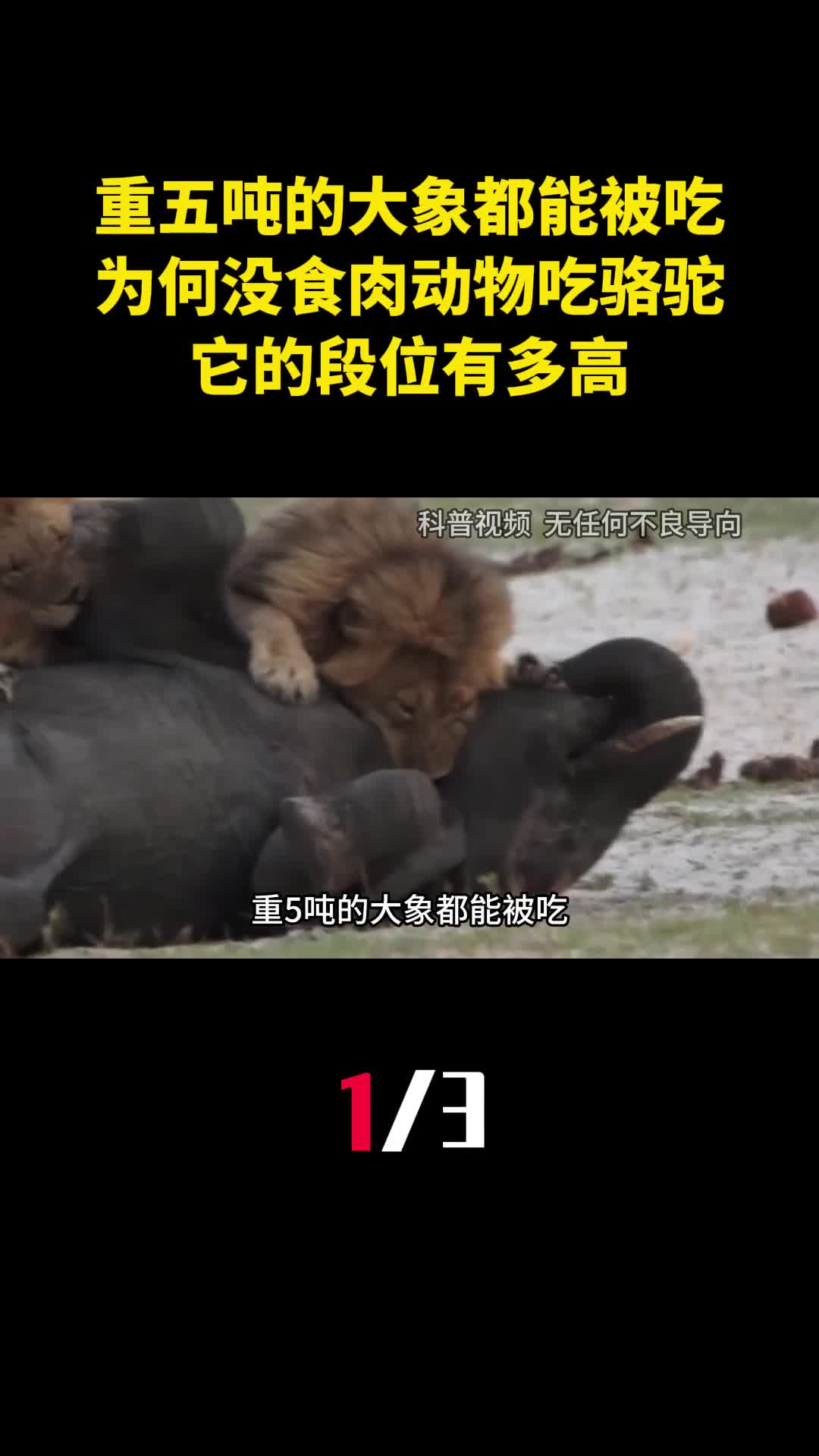 重五吨的大象都能被吃为何没食肉动物吃骆驼它的段位有多高1