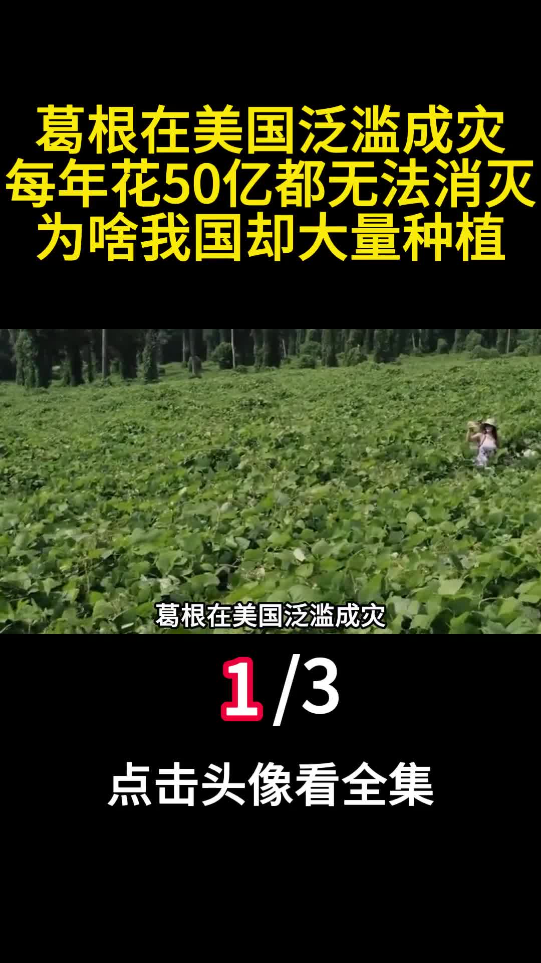 葛根在美国泛滥成灾每年花50亿都无法消灭为啥我国却大量种植1