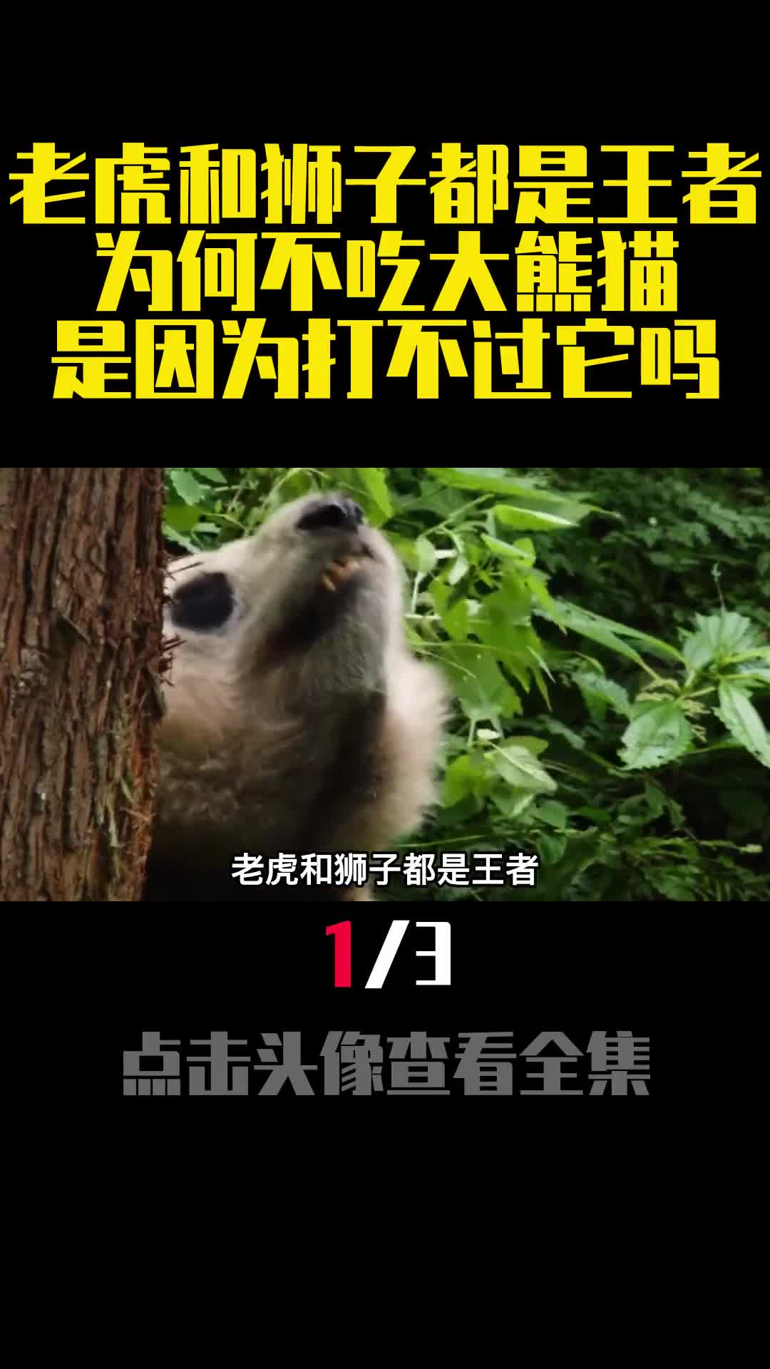 老虎和狮子都是王者为何不吃大熊猫是因为打不过它吗1