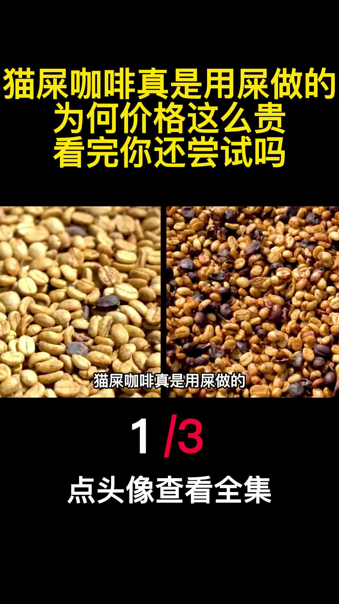 猫屎咖啡真是用屎做的为何价格这么贵看完你还尝试吗1