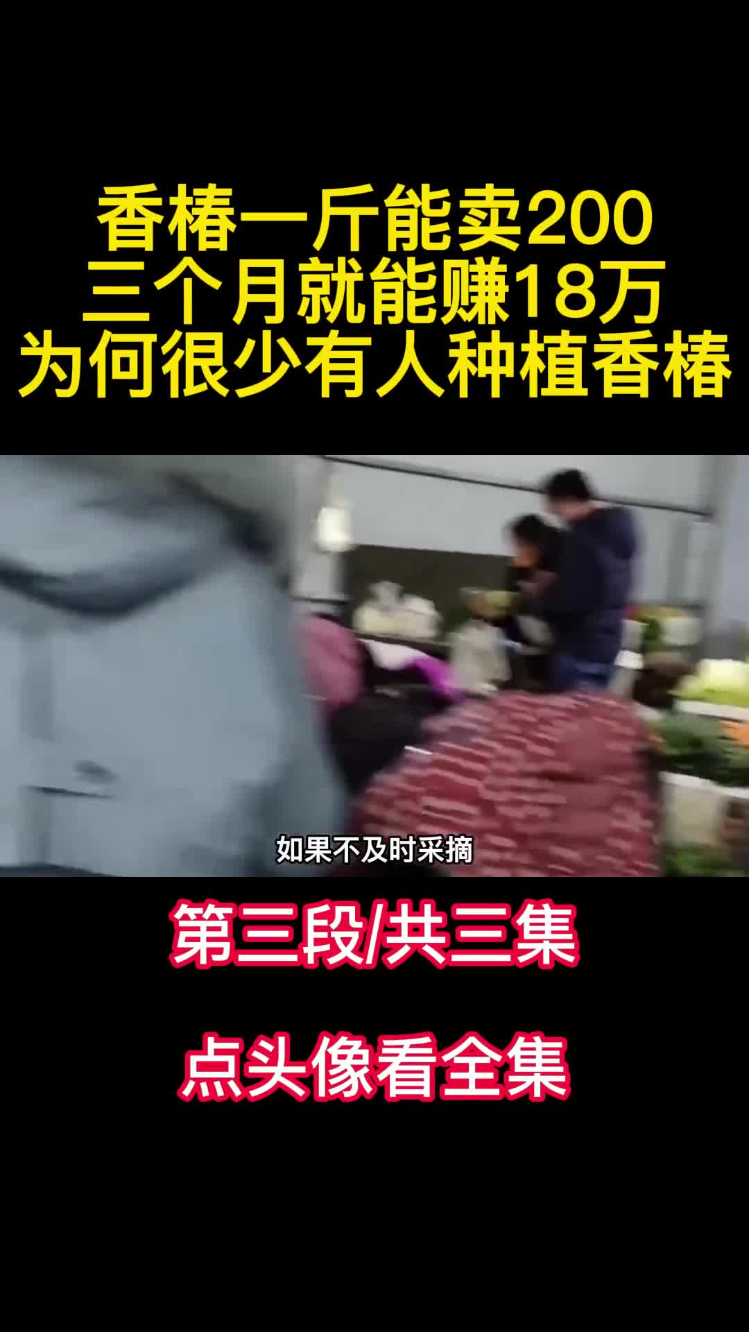 香椿一斤能卖200三个月就能赚18万为何很少有人种植香椿3