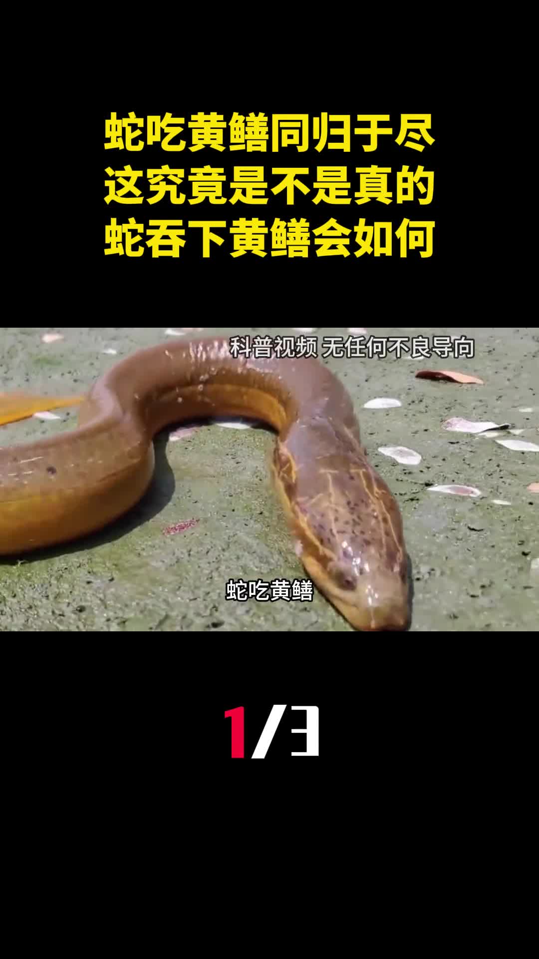 蛇吃黄鳝同归于尽这究竟是不是真的蛇吞下黄鳝会如何1