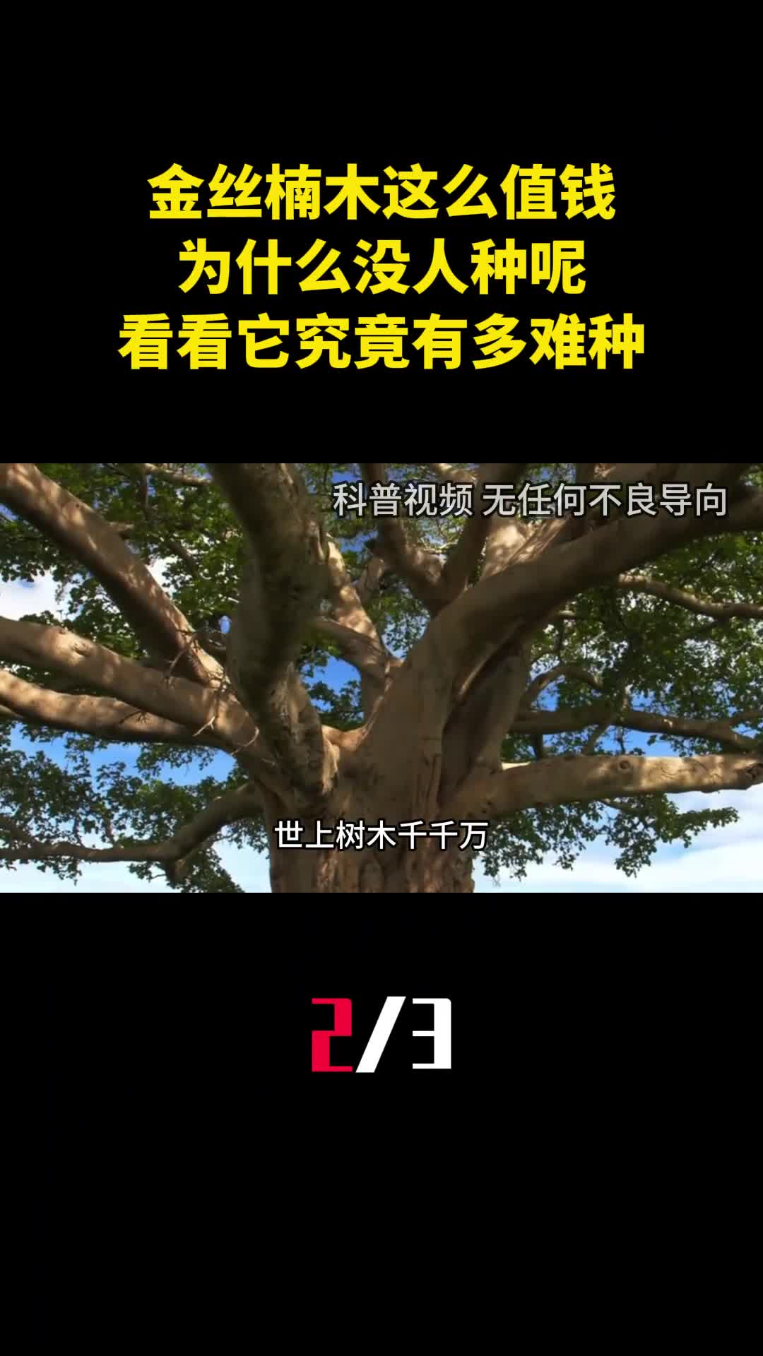 金丝楠木这么值钱为什么没人种呢看看它究竟有多难种2