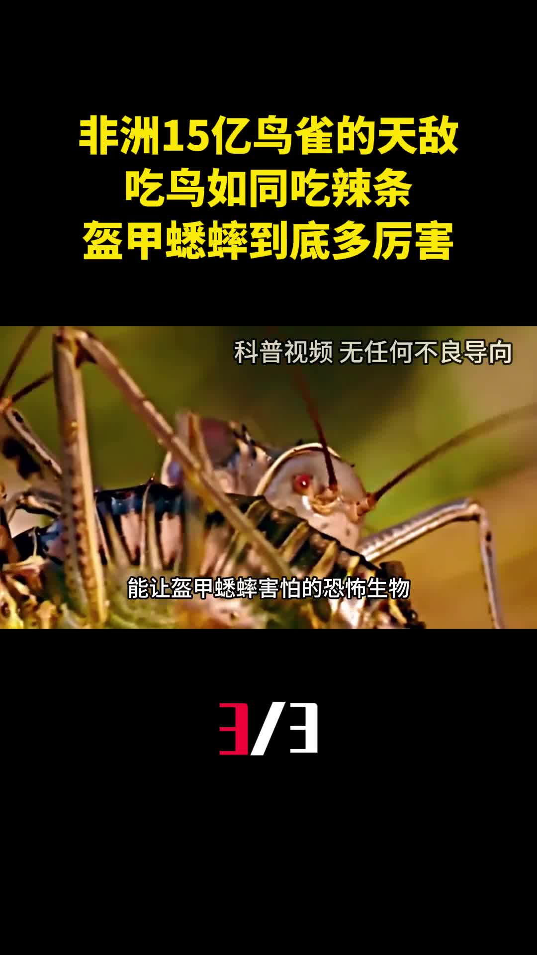 非洲15亿鸟雀的天敌吃鸟如同吃辣条盔甲蟋蟀到底多厉害3