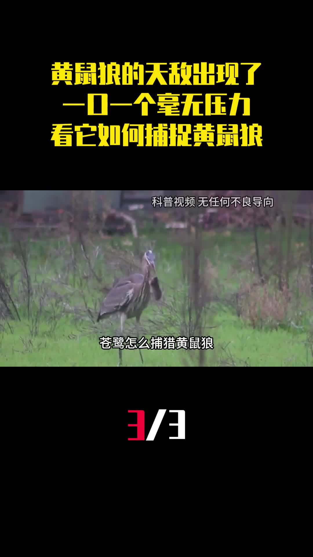 黄鼠狼的天敌出现了一口一个毫无压力看它如何捕捉黄鼠狼3