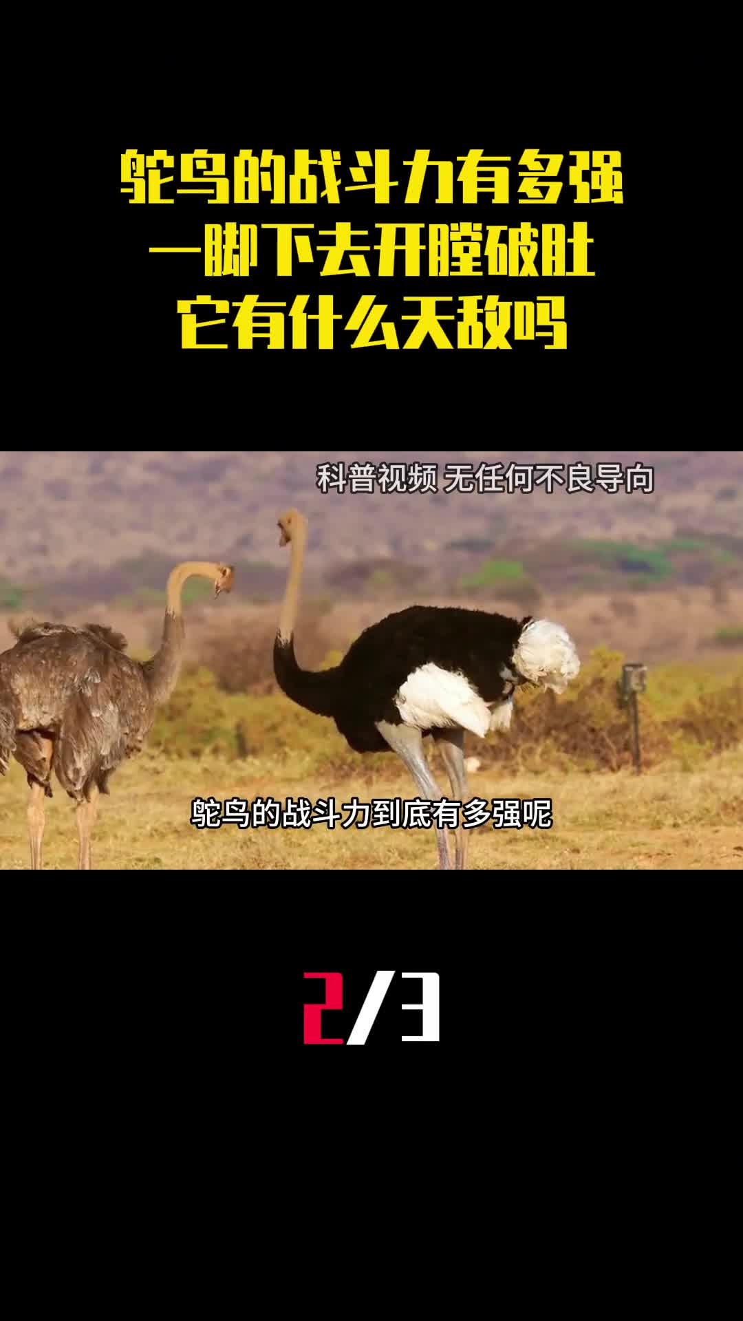 鸵鸟的战斗力有多强一脚下去开膛破肚它有什么天敌吗2