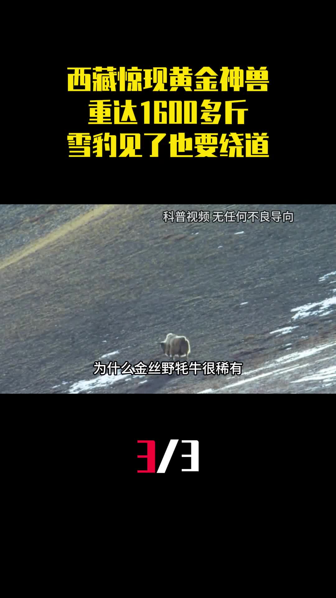 西藏惊现黄金神兽重达1600多斤雪豹见了也要绕道走3