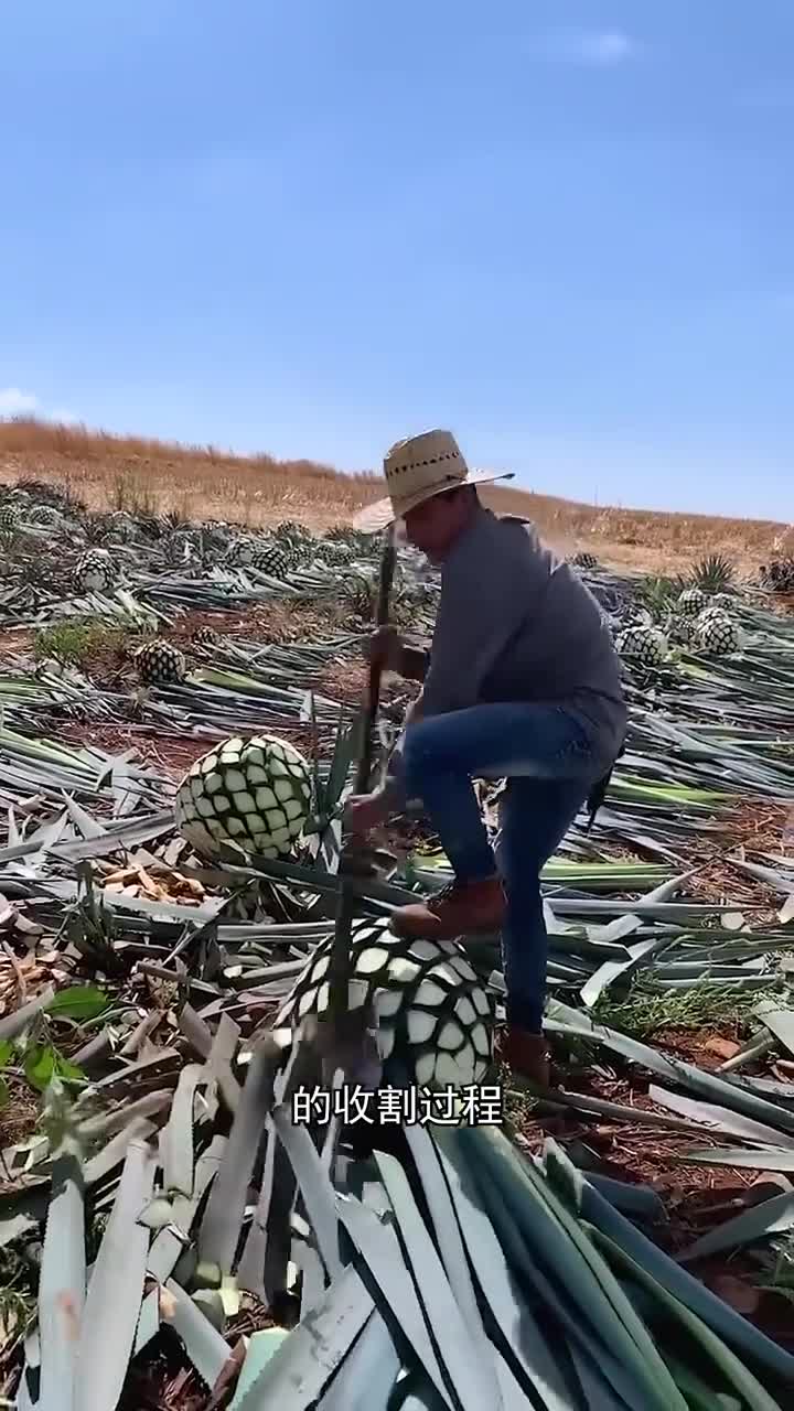 龙舌兰的酿酒过程看起来很解压