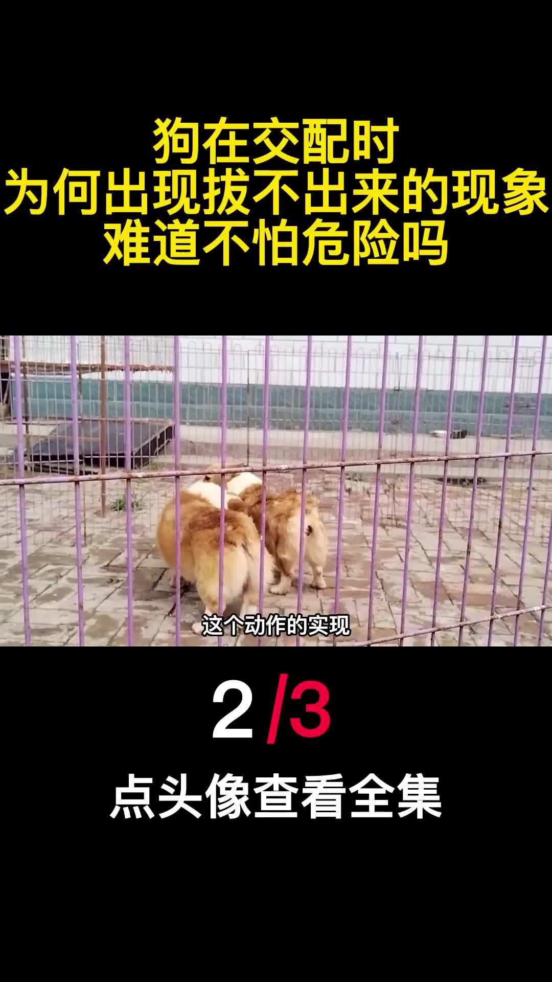 狗在交配时为何出现拔不出来的现象难道不怕危险吗2