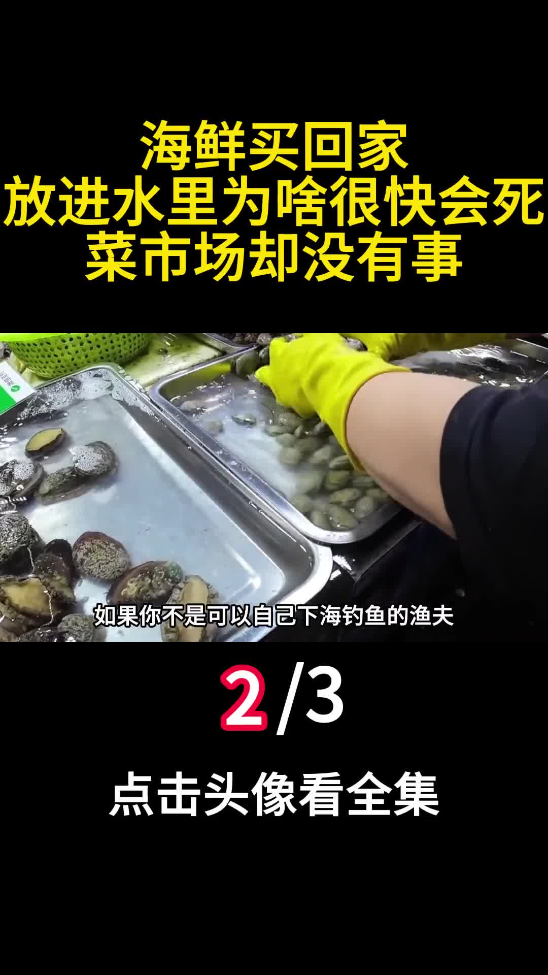 海鲜买回家放进水里为啥很快会死菜市场却没有事2