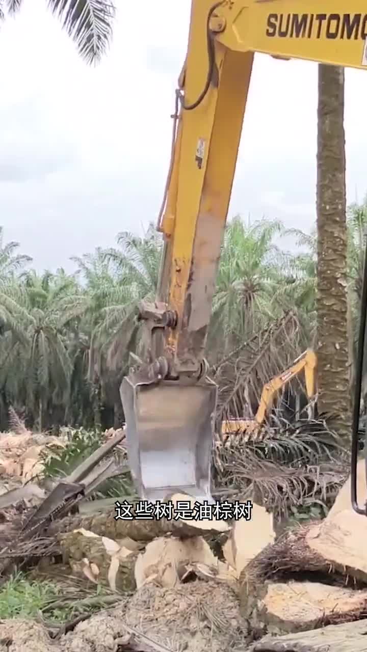 为什么要把油棕树削成碎片