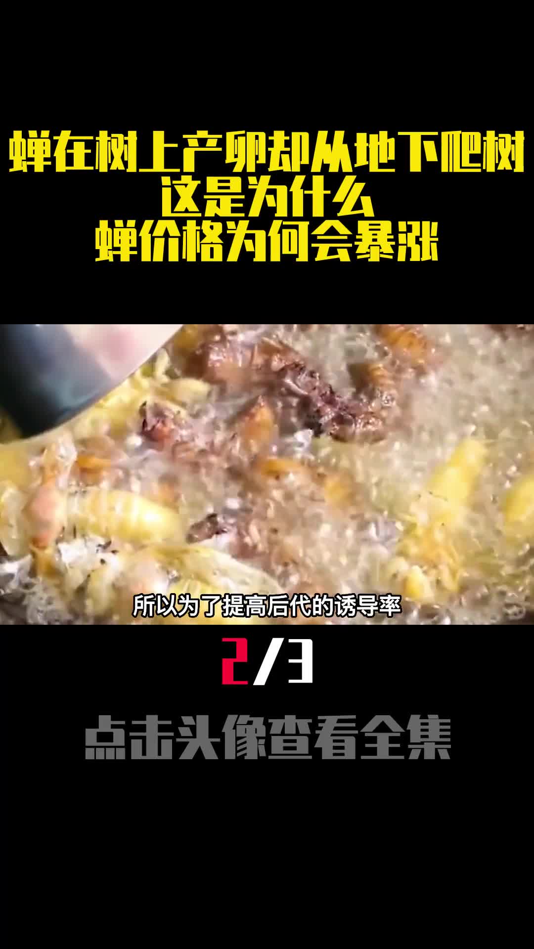 蝉在树上产卵却从地下爬树这是为什么蝉价格为何会暴涨2