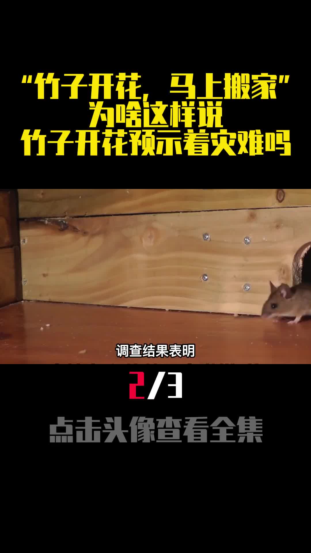 竹子开花马上搬家为啥这样说竹子开花预示着灾难吗2