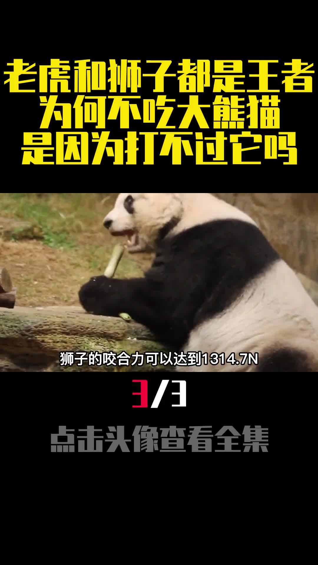 老虎和狮子都是王者为何不吃大熊猫是因为打不过它吗3