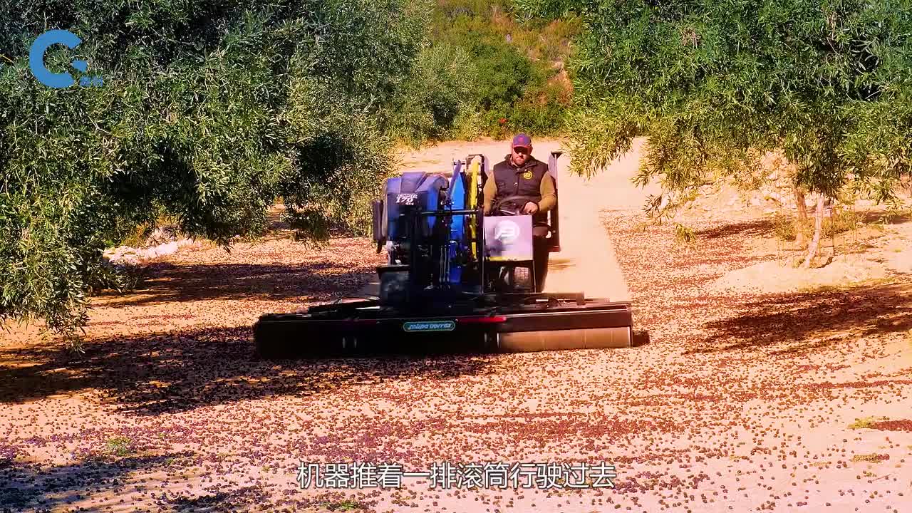 不可思议的橄榄收集车推着尖刺滚筒行驶过去橄榄全被收集上来