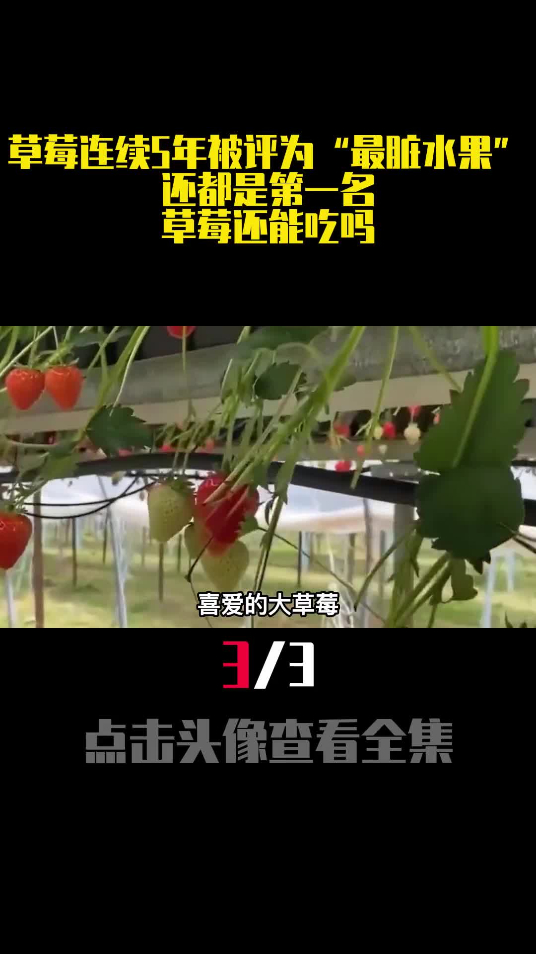 草莓连续5年被评为最脏水果还都是第一名草莓还能吃吗3