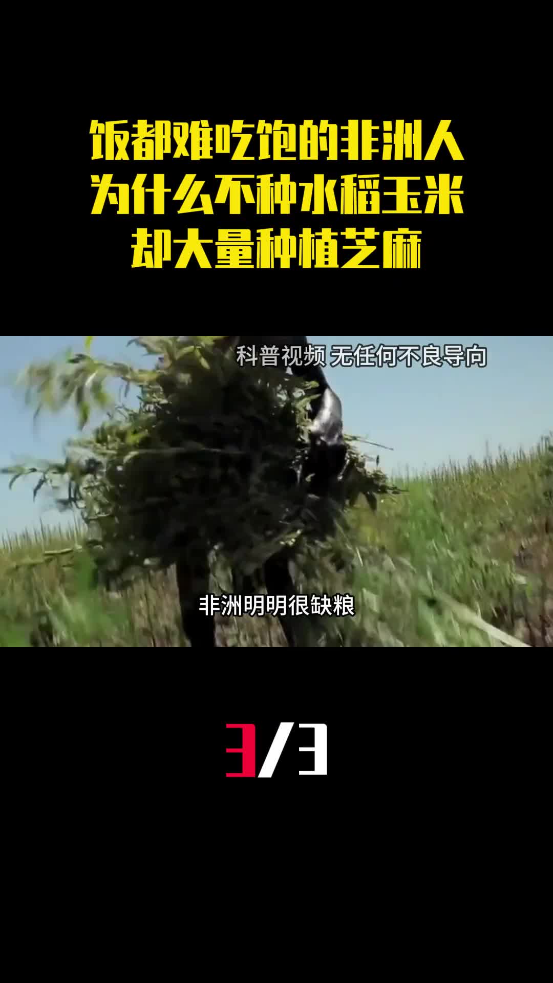 饭都难吃饱的非洲人为什么不种水稻玉米却大量种植芝麻3