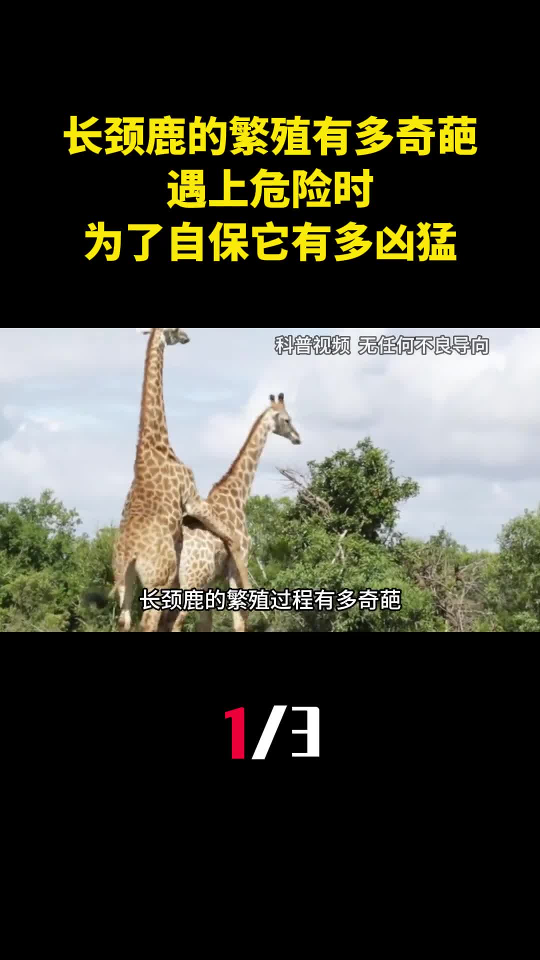 长颈鹿的繁殖过程有多奇葩遇上危险时为了自保它有多凶猛1