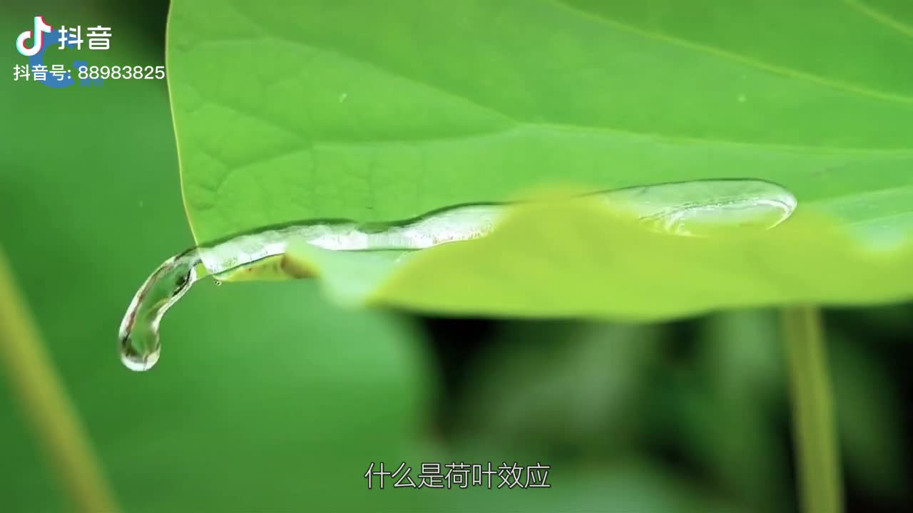 什么是荷叶效应将荷叶的表面发大10000倍后才知道不沾水的原因