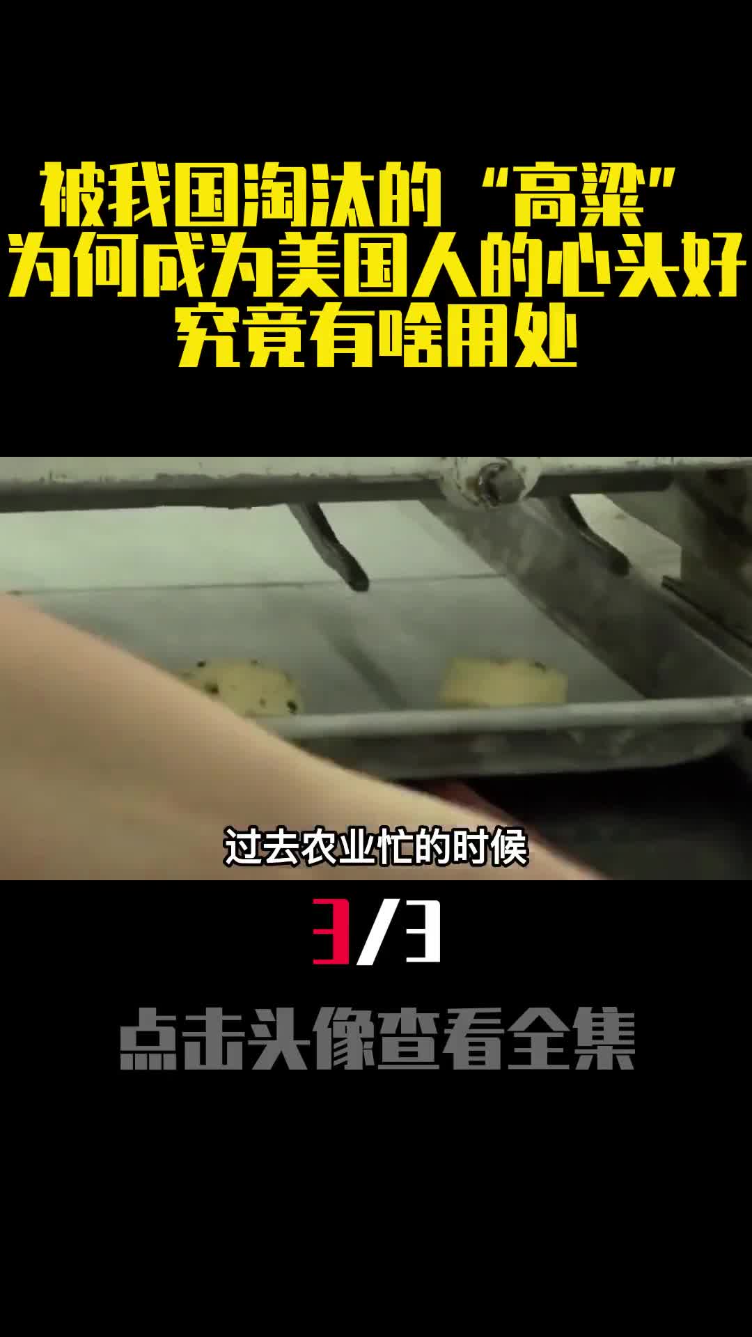 被我国淘汰的高粱为何成为美国人的心头好究竟有啥用处3