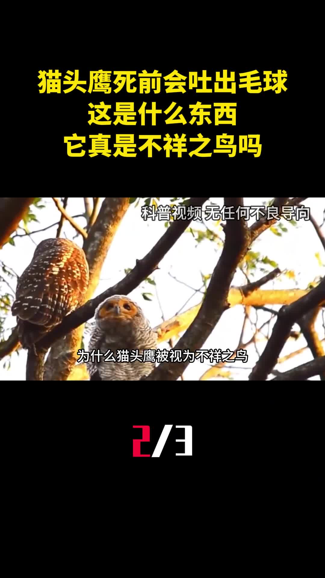 猫头鹰死前会吐出毛球这是什么东西它真是不祥之鸟吗2
