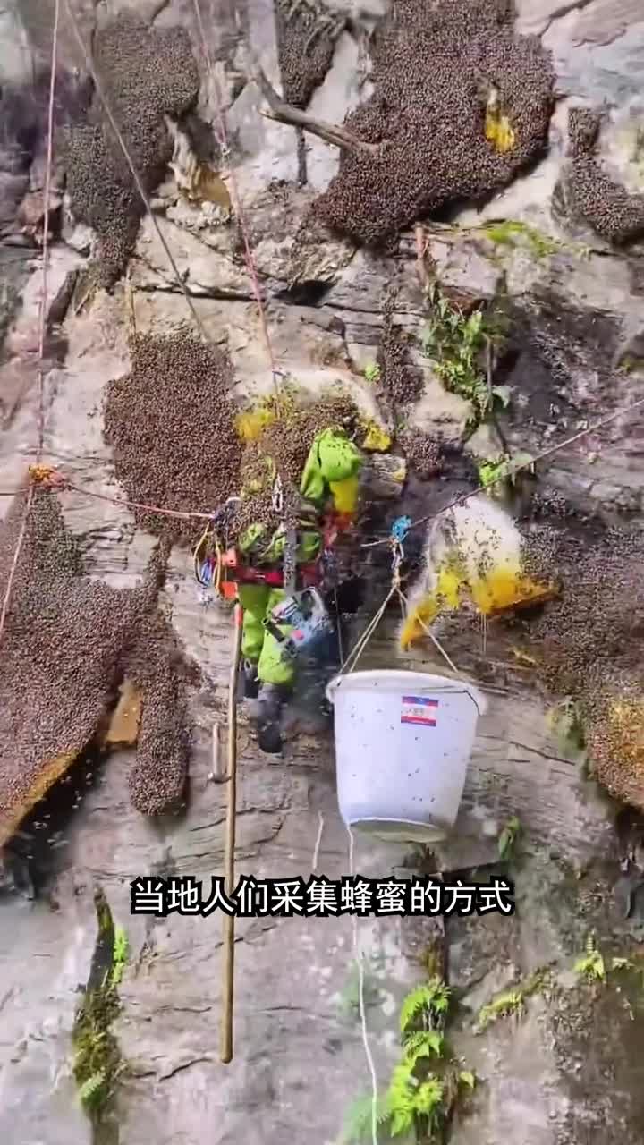 长在悬崖壁上的蜂蜜