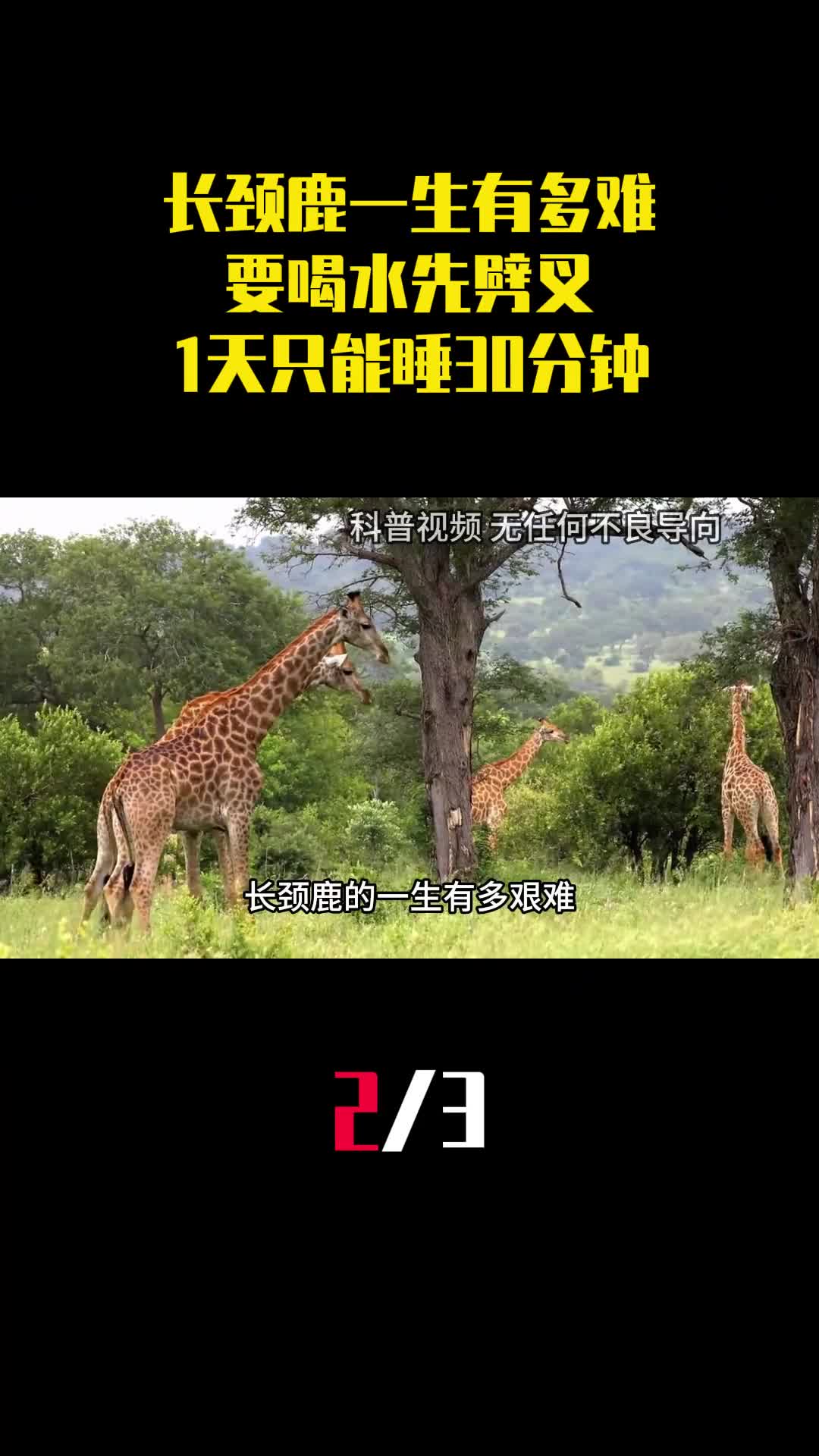 长颈鹿一生有多难要喝水先劈叉1天只能睡30分钟2