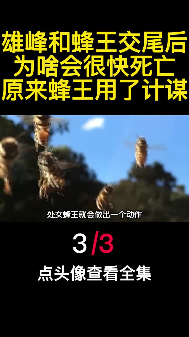 雄峰和蜂王交尾后为啥会很快死亡原来蜂王用了计谋3