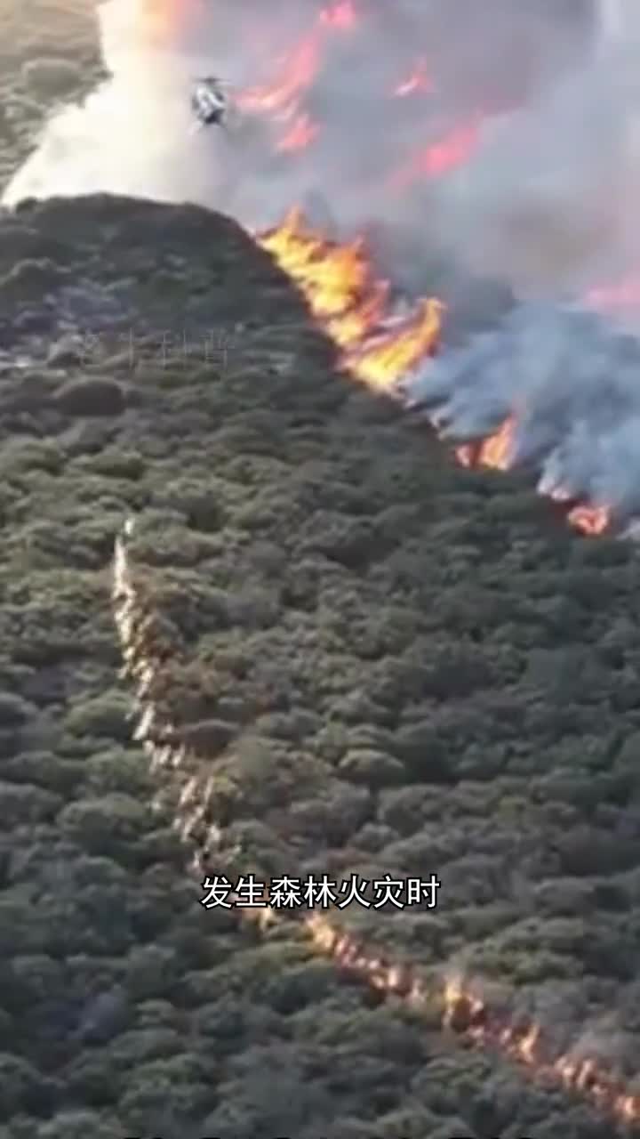 森林发生火灾时为什么还要故意放火