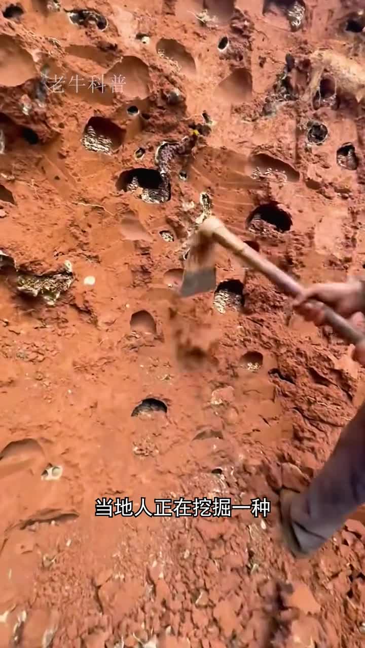 你见过无刺蜜蜂吗