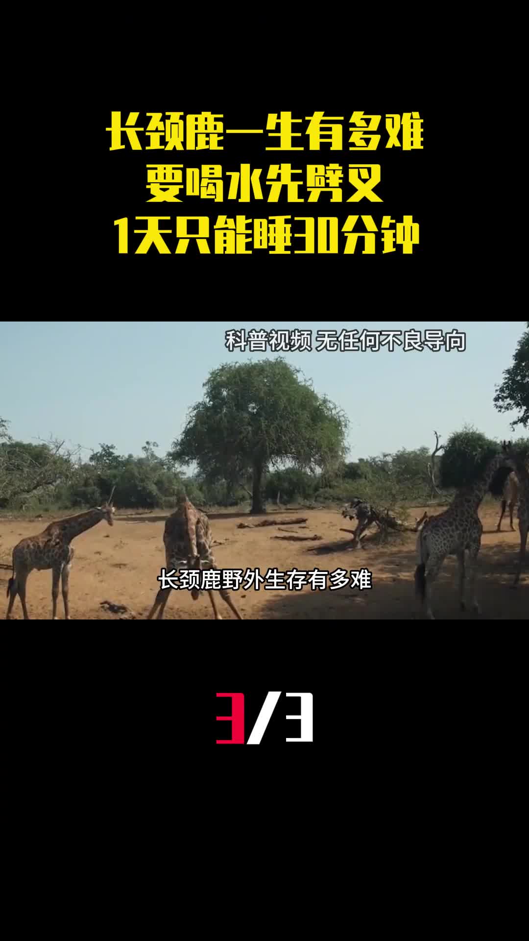 长颈鹿一生有多难要喝水先劈叉1天只能睡30分钟3