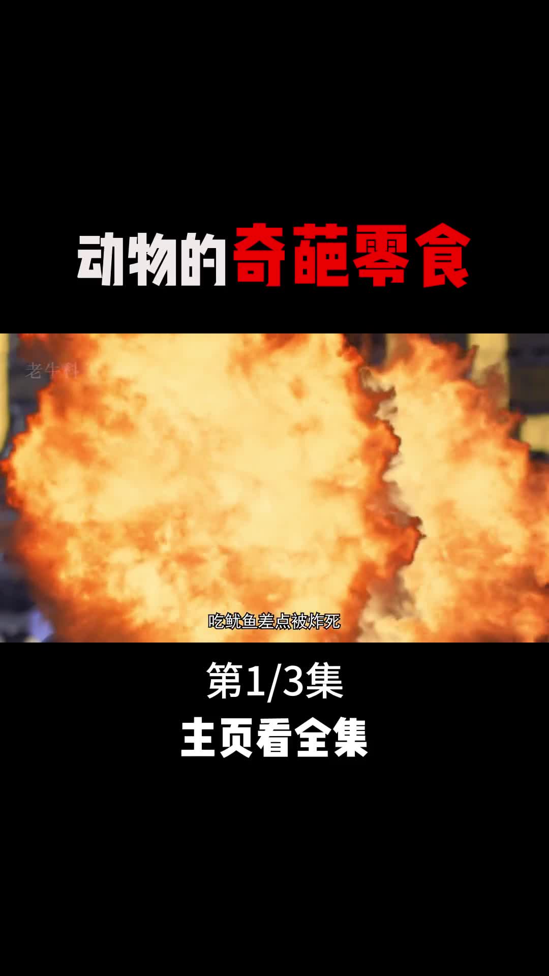 动物的奇葩零食1