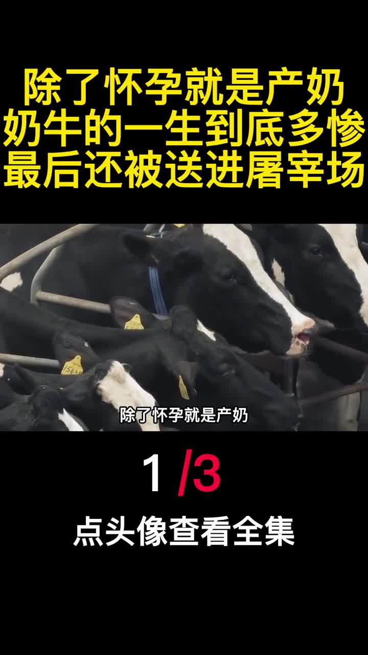 除了怀孕就是产奶奶牛的一生到底多惨最后还被送进屠宰场1