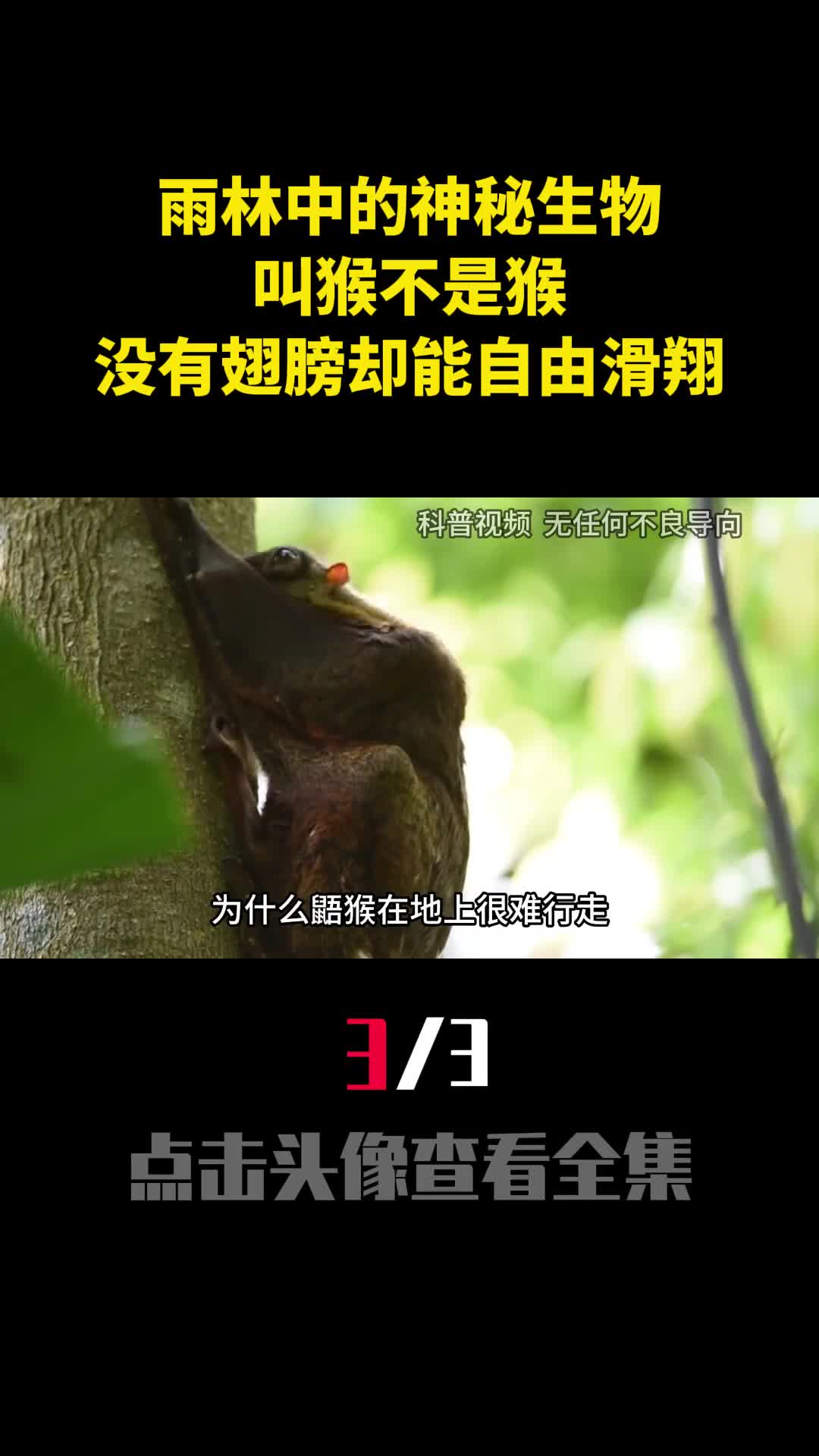 雨林中的神秘生物叫猴不是猴没有翅膀却能在丛林自由滑翔3