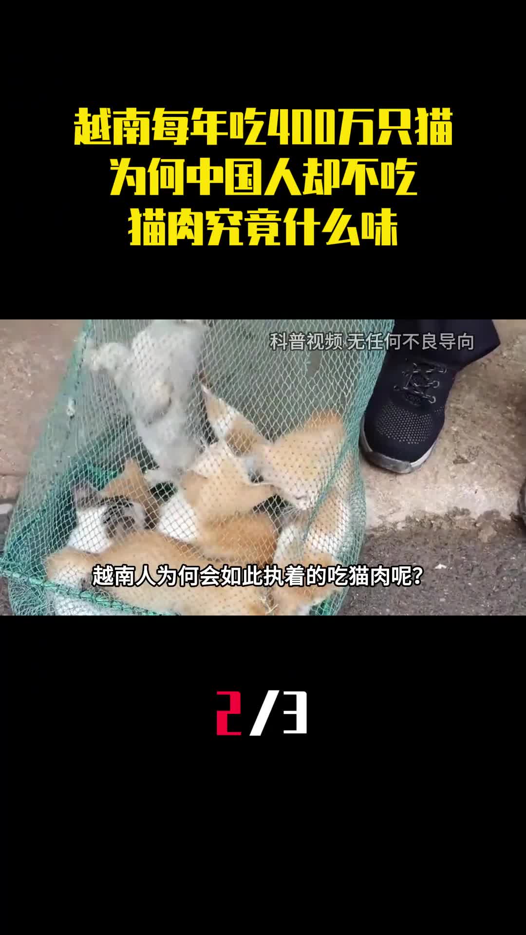 越南每年吃掉400万只猫为何中国人却不吃猫肉究竟什么味2