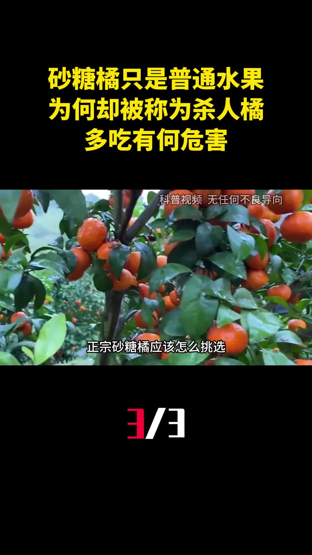 砂糖橘只是普通水果为何却被称为杀人橘多吃有何危害3