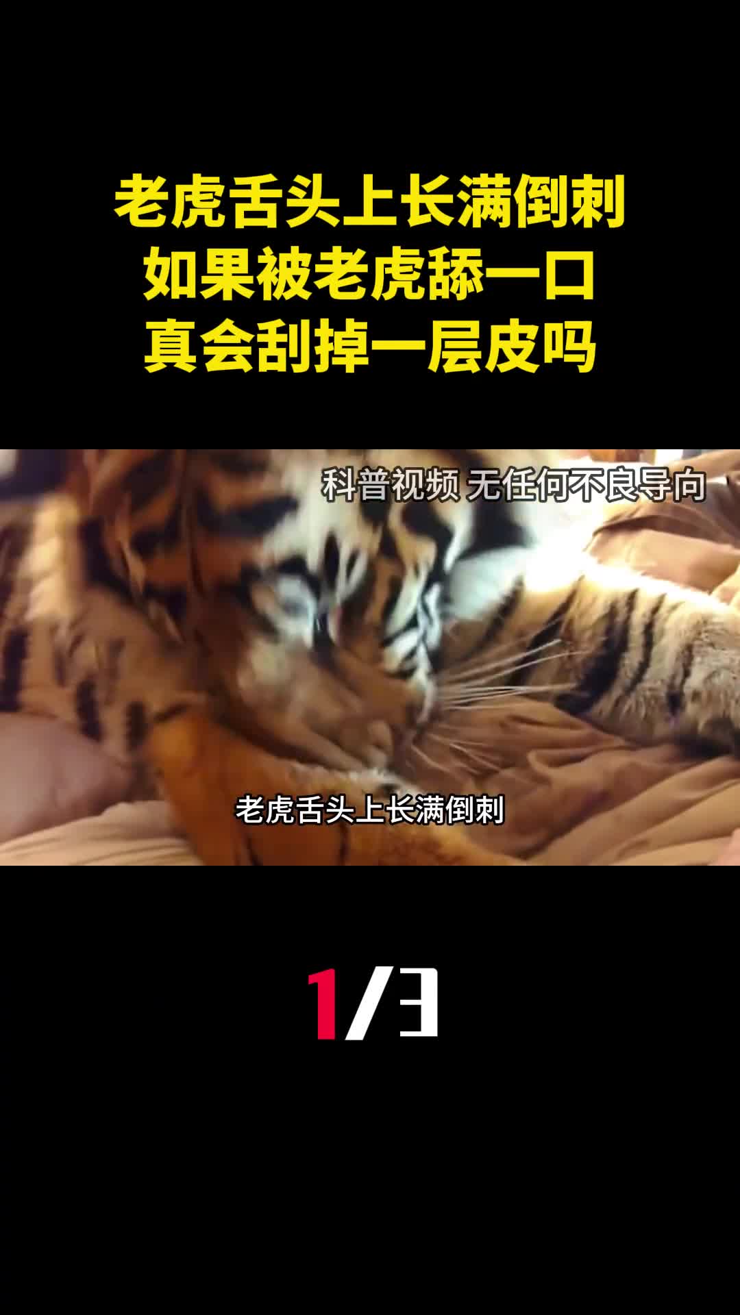老虎舌头上长满倒刺如果被老虎舔一口真会刮掉一层皮吗1