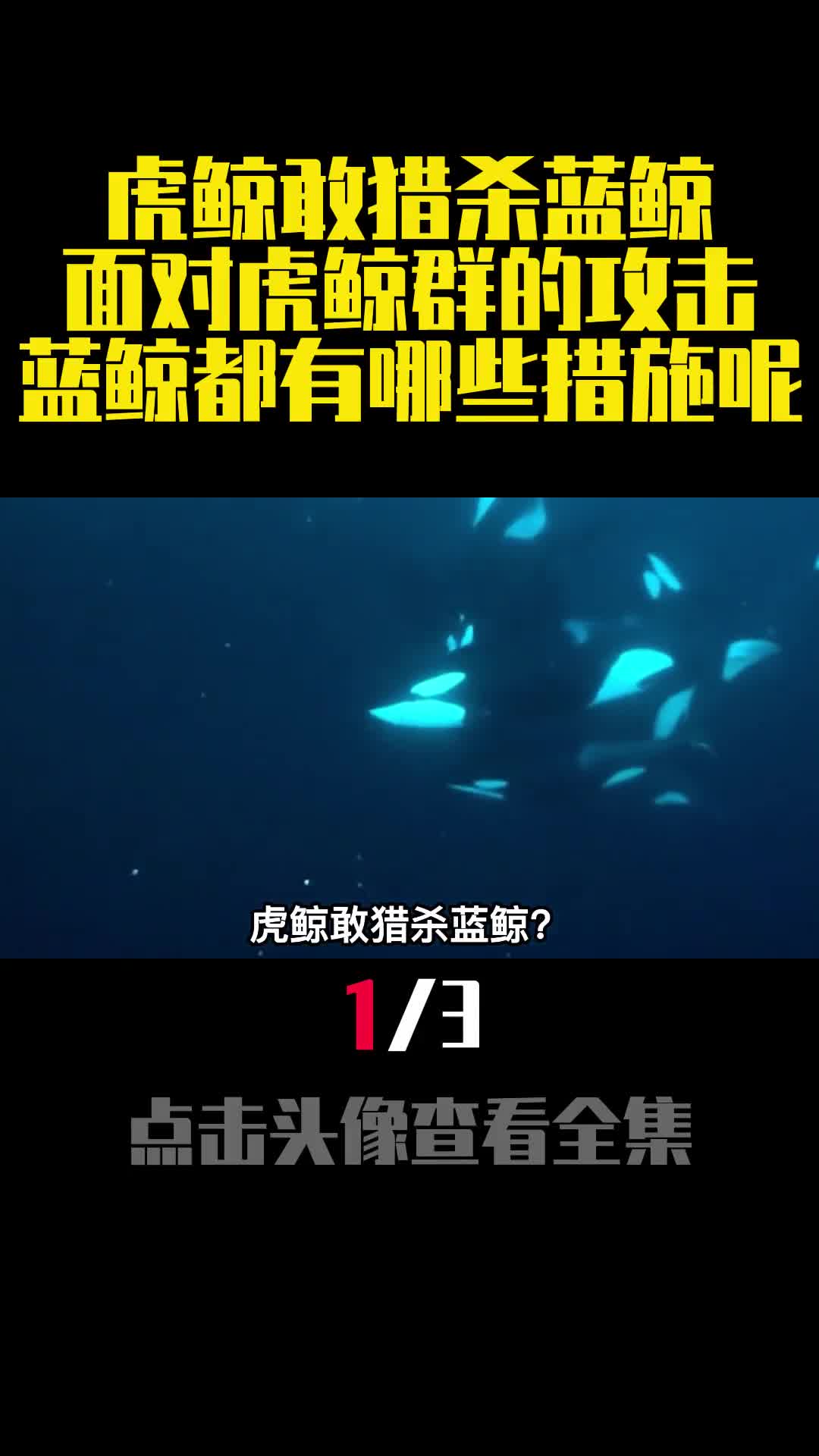 虎鲸敢猎杀蓝鲸面对虎鲸群的攻击蓝鲸都有哪些措施呢1