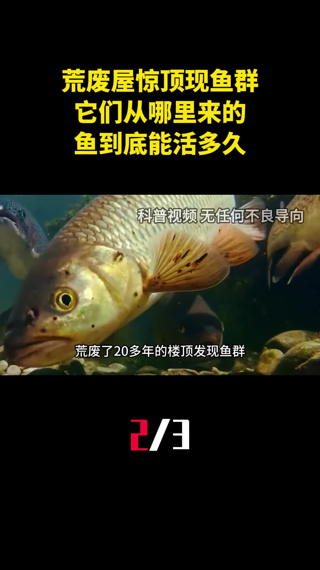 荒废20年的屋顶惊现鱼群它们从哪里来的鱼到底能活多久2