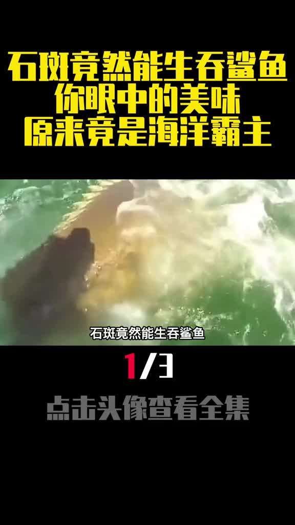 石斑竟然能生吞鲨鱼你眼中的美味原来竟是海洋霸主1